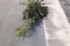 Albero_falciato_in_piazza_municipio_1