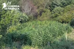 22122025_111824_Piantagione_1