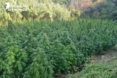 22122025_111838_Piantagione_2