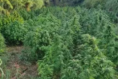 22122025_111845_Piantagione_3