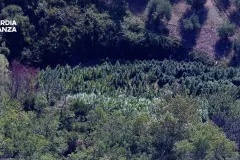 22122025_111858_Piantagione_5