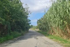 Gornella_1