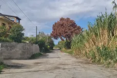 gornella2
