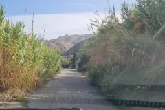gornella_5