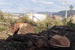 12-TAGLIO-EUCALIPTI-scaled