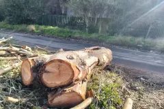 14-TAGLIO-EUCALIPTI-scaled