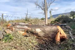 16-TAGLIO-EUCALIPTI-scaled