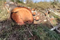 17-TAGLIO-EUCALIPTI-scaled