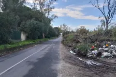 2-TAGLIO-EUCALIPTI-scaled