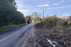 20-TAGLIO-EUCALIPTI-scaled