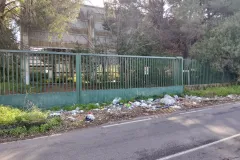 21-TAGLIO-EUCALIPTI-scaled