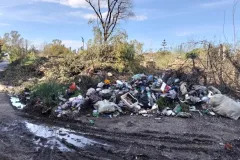 24-TAGLIO-EUCALIPTI-scaled