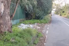 3-TAGLIO-EUCALIPTI-scaled