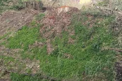 5-TAGLIO-EUCALIPTI-scaled