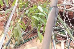 9-TAGLIO-EUCALIPTI-scaled