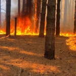 incendio bagaladi