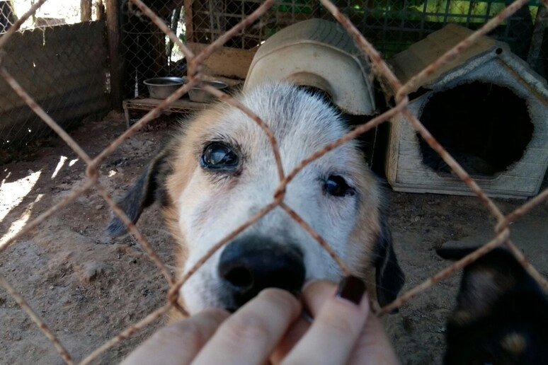 animali