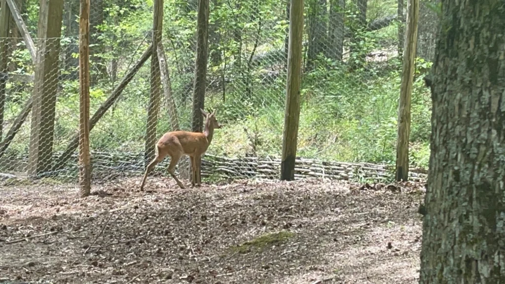 capriolo
