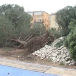 pini piazza salvemini