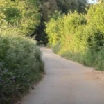 mileto dinami