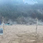 caretta caretta