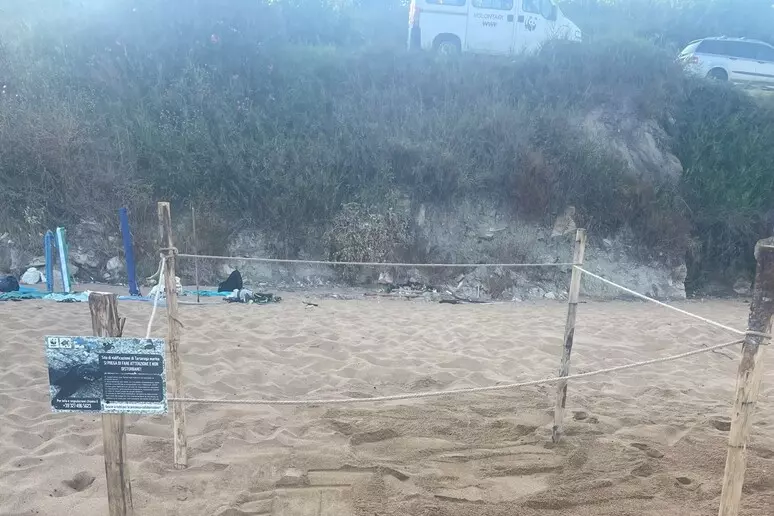 caretta caretta