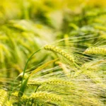 guerra in medio oriente