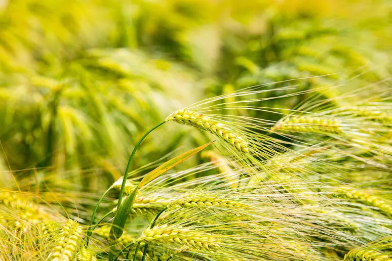 guerra in medio oriente