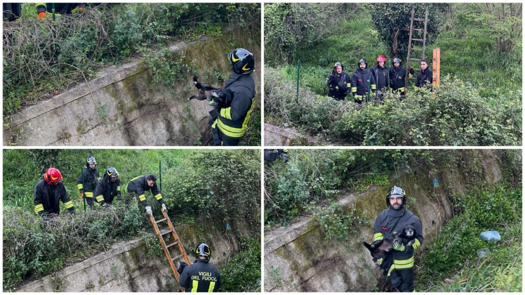 cane vigili del fuoco