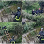 cane vigili del fuoco