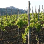 impianti viticoli