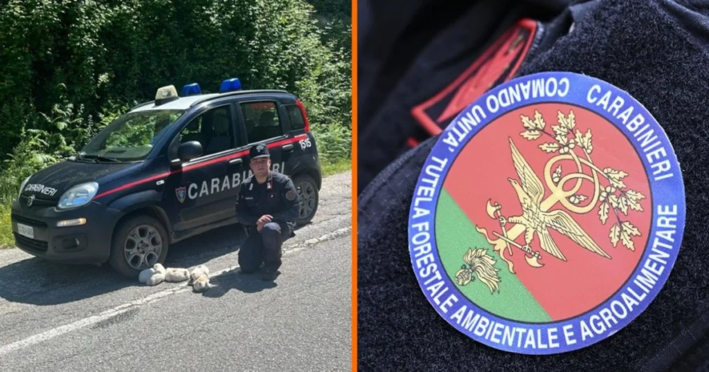 cuccioli carabinieri forestali
