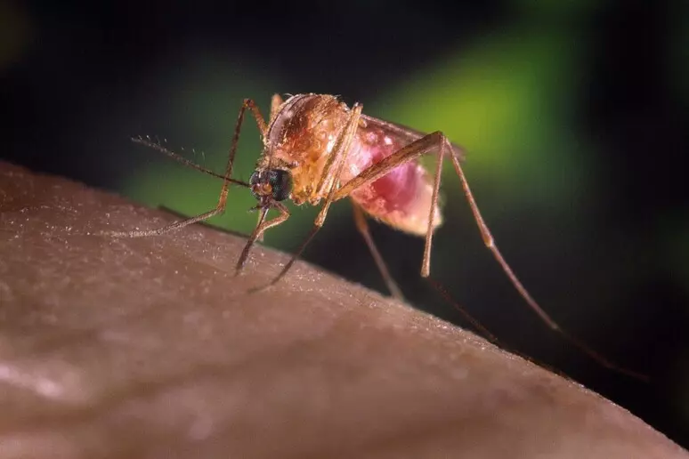 West Nile