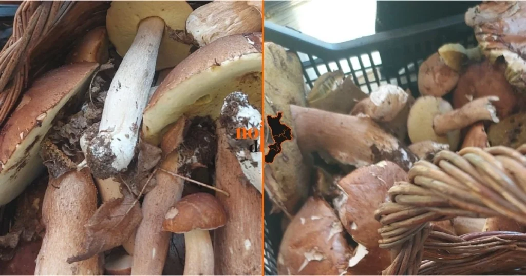 funghi