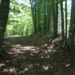 Aspromonte